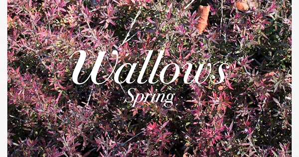 Wallows - Spring EP