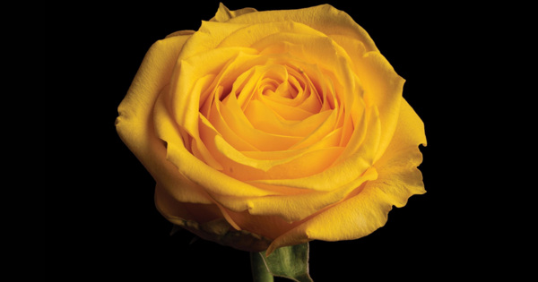 Sectarian Roses Secular Requiem