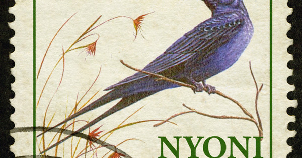 nyoni-yami