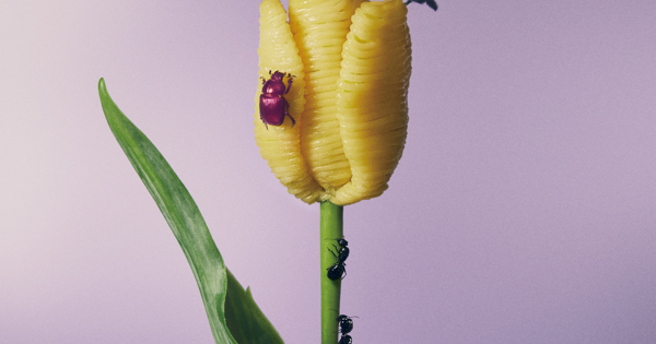 あいみょん / おいしいパスタがあると聞いて【アナログレコード】